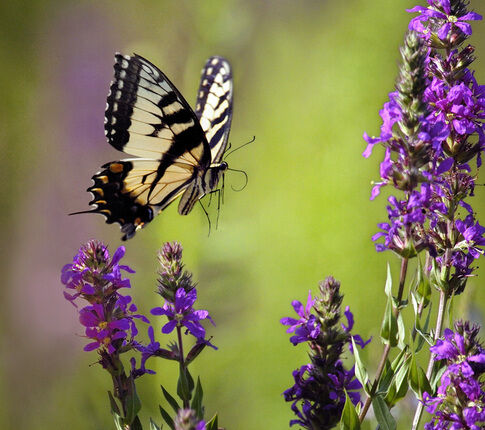 web1_2013-01-11-Brenda-Jones-Tiger-Swallowtail-in-Flight.jpg