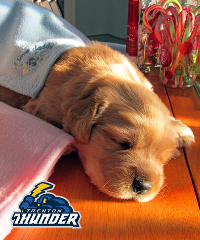 web1_2014-02-Trenton-Thunder-Puppy.jpg