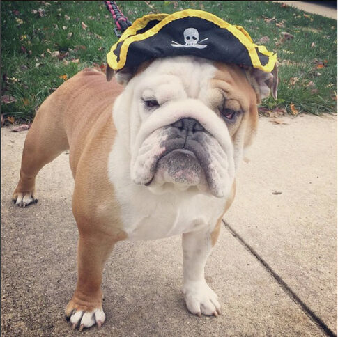 Hamilton bulldog has earned 11,500 fans on Instagram and many more at home
