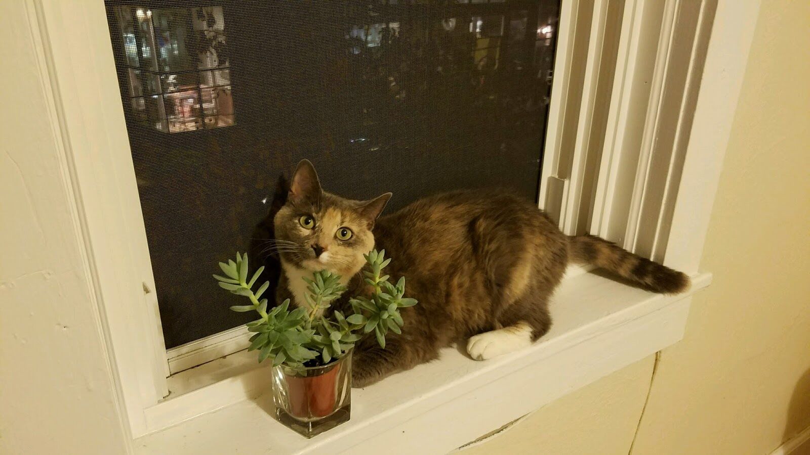 Pet pantry helping to feed furry friends