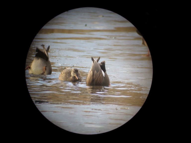 Winter duck walks to be held at Hamilton’s Roebling Park