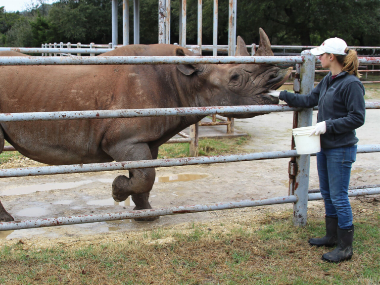From Ravens to rhinos: Robbinsville woman follows dream of being rhino caretaker