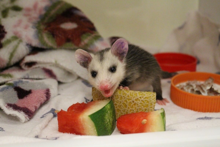 Mercer County Wildlife Center seeking volunteers
