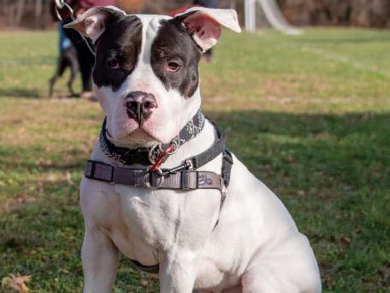 EASEL Animal Rescue League’s February rescues of the month