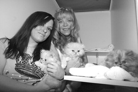 When you’re away, get your cat a chalet