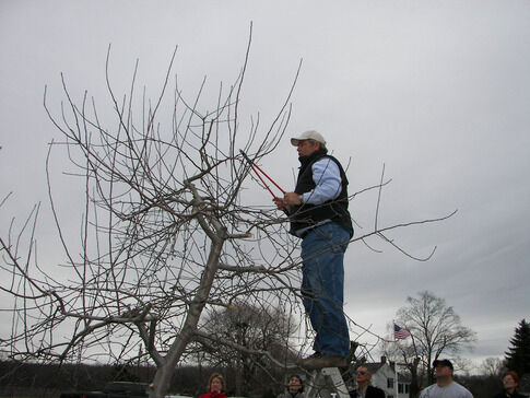 web1_2013-04-Terhune-s-Pruning-.jpg
