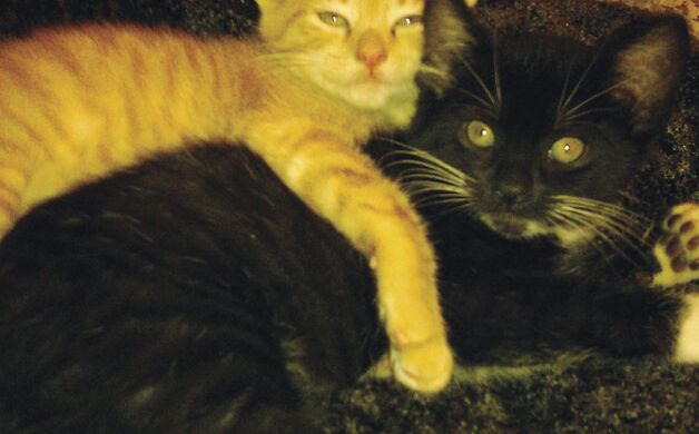 Bordentown City Cats keep streets feline friendly