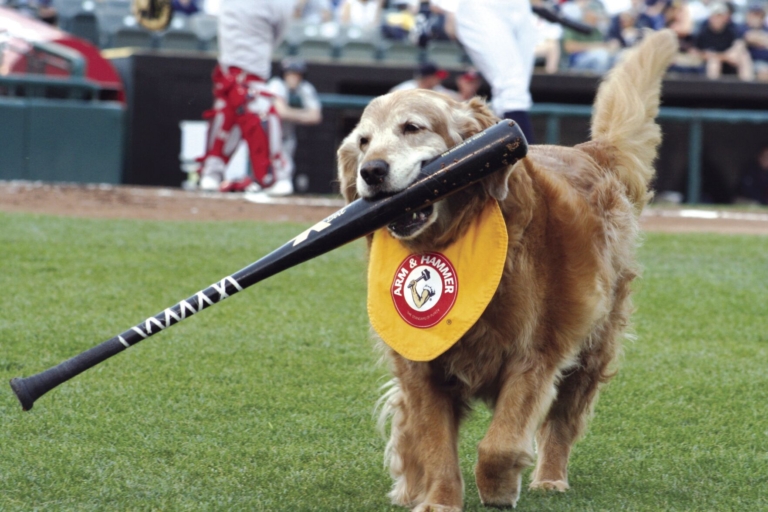 Trenton Thunder bat dog retires