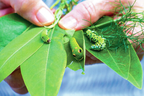 web1_2013-09-Master-Gardeners-caterpillars.jpg
