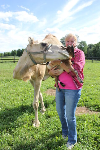 Camels and zebras and donkeys, oh my!