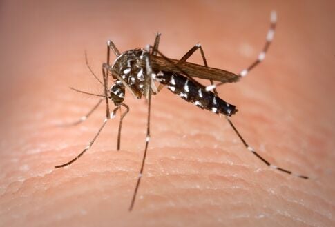 web1_2013-09-EO-asian-tiger-mosquito.jpg