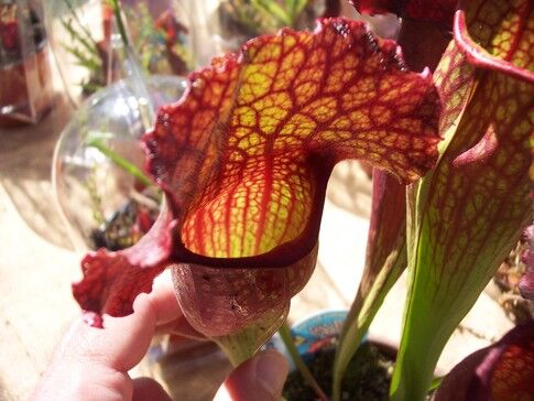web1_pitcher-plants-005.jpg