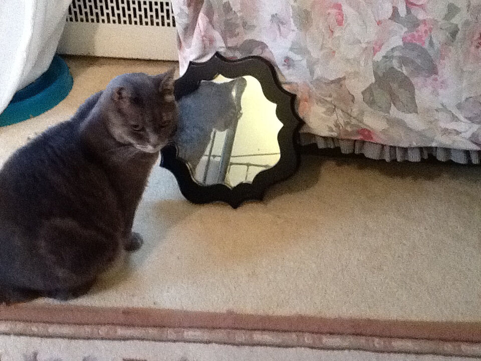 Bordentown City Cats urge residents to seek their help