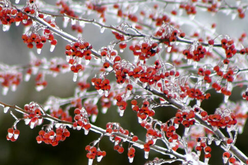 web1_2013-12-Photo-Club-Ice-Berries.jpg