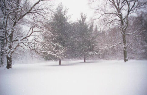 web1_2013-12-Photo-Club-Snowy-Pines.jpg