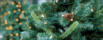 Gardening Adventures: How to pick the perfect Christmas tree