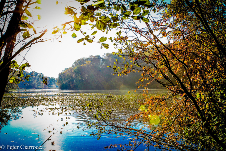 Resident wins ERA Central Realty photo contest