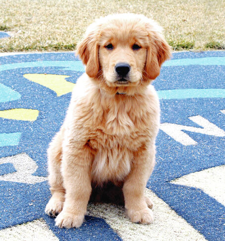 Dog-friendly Trenton Thunder game set for Aug. 10