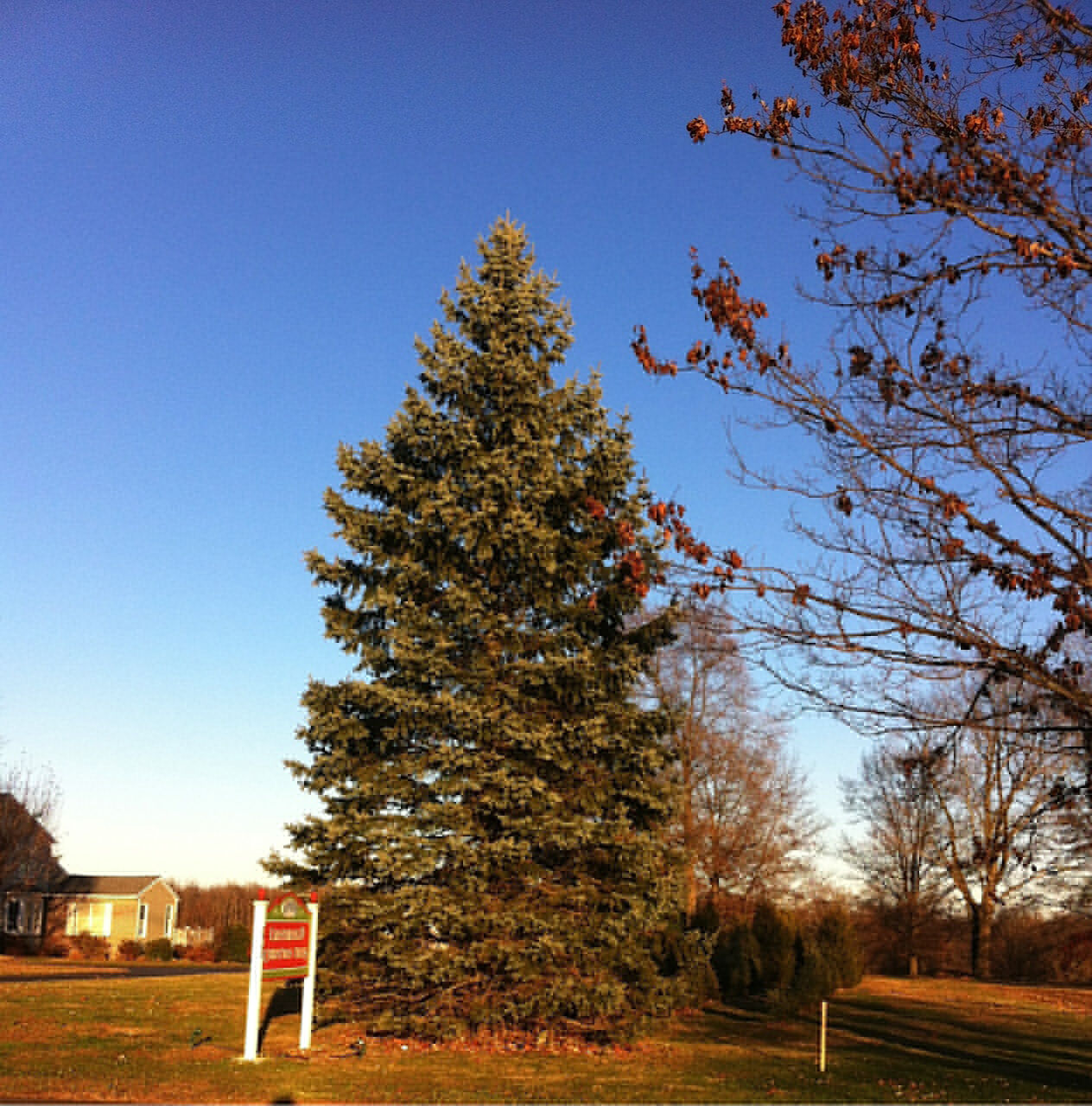 Bordentown City to light tallest tree
