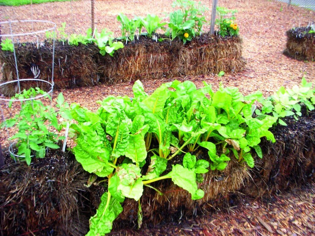 2014 07 Gardening Adventures