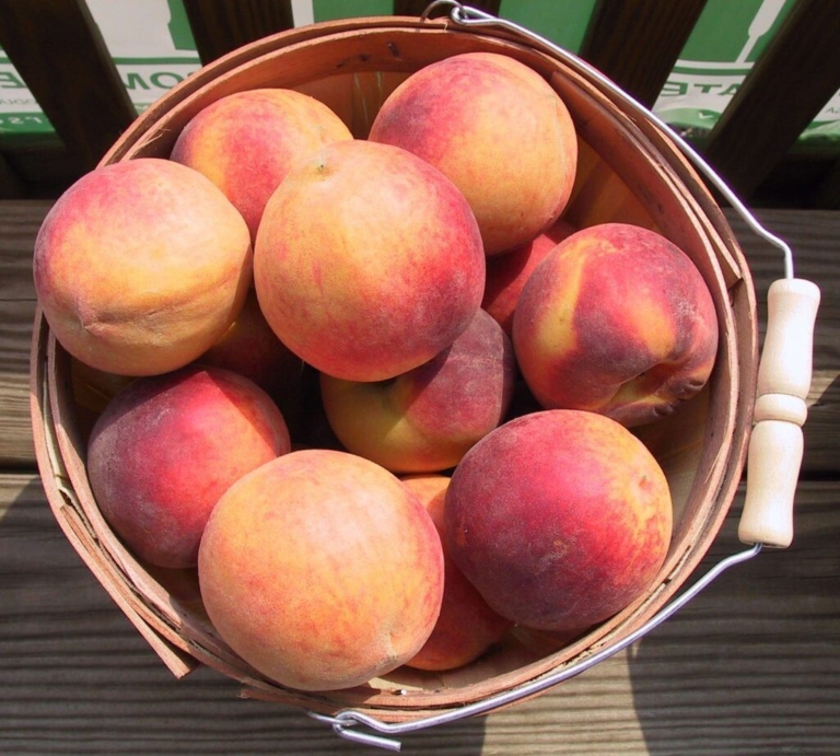 Just Peachy Festival set for August