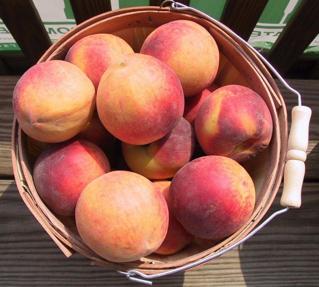 2014 08 LG Peach Festival