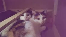 Seeking home for two loving cats