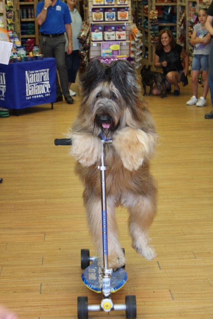 2014 09 HP Norman the Scooter Dog 1