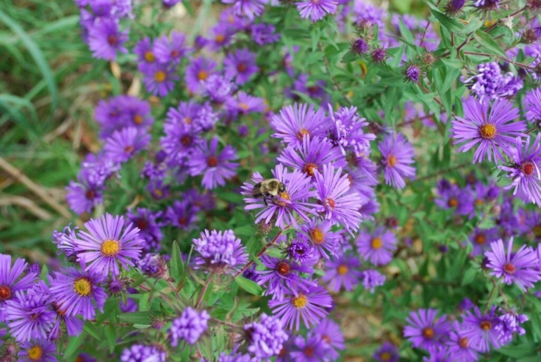 Native plant sale set for D&R Greenway