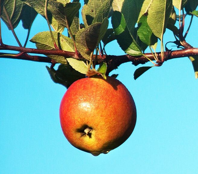 2014 09 LG Apple Picking
