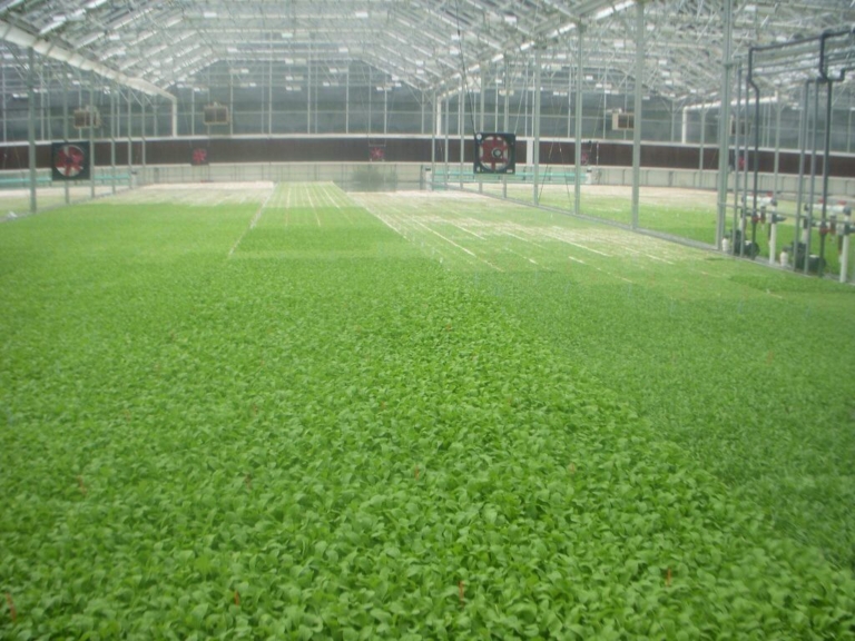 Gardening Adventures: Hydroponics: no soil, no problem