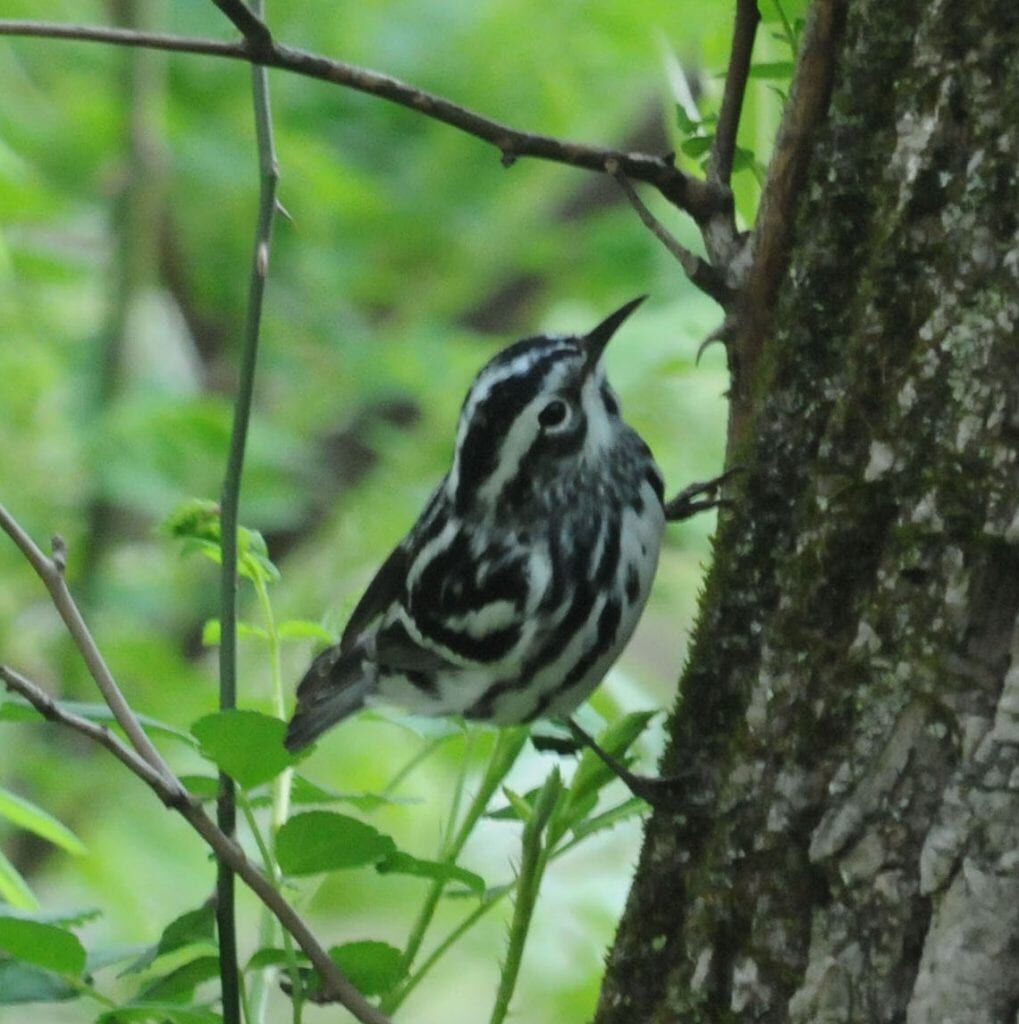 Black-and-white Warbler by Sharyn Magee