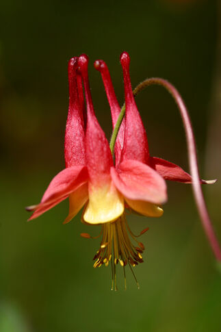 web1_Native-Columbine-by-Tasha-O-Neill.jpg