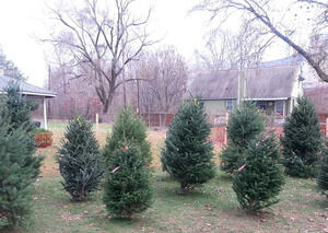 Keepin’ it real this Christmas presented by ERA Central Realty Group