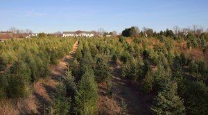 Keepin’ it real this Christmas presented by ERA Central Realty Group