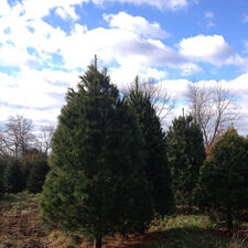 Keepin’ it real this Christmas presented by ERA Central Realty Group