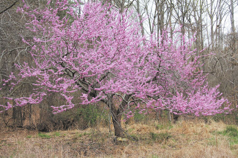 web1_2015-03-EO-Tree-of-the-Month-Cercis_canadensis_redbud_tree_bloom.jpg