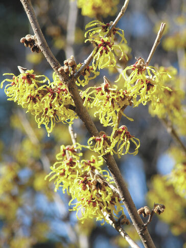 web1_2015-02-EO-TOM-Hamamelis-x-intermedia.jpg