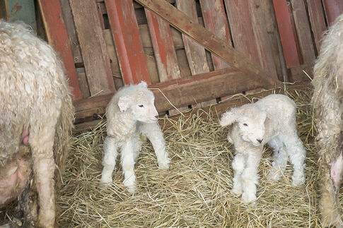 web1_Howell-Farm-twin-lambs-2015.jpg