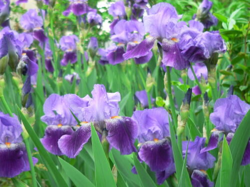 Nature talks and fresh flowers to be featured at Iris Festival