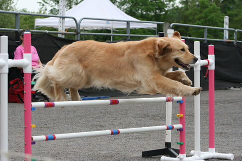 web1_agility-show-spring-2015-days-_dog-on-course.jpg