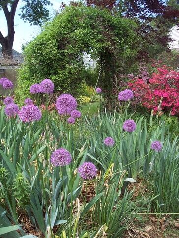 Through the garden gate