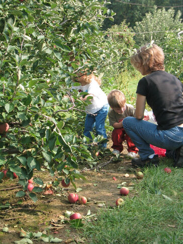 web1_apple-picking_edited-1.jpg