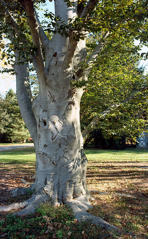 web1_Fall-2013-Beech-Tree-Full-Image-By-Roberta-Scott.jpg