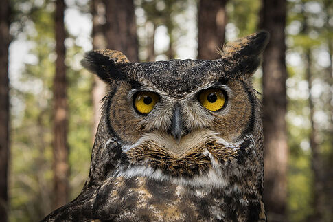 web1_great-horned-owl.jpg