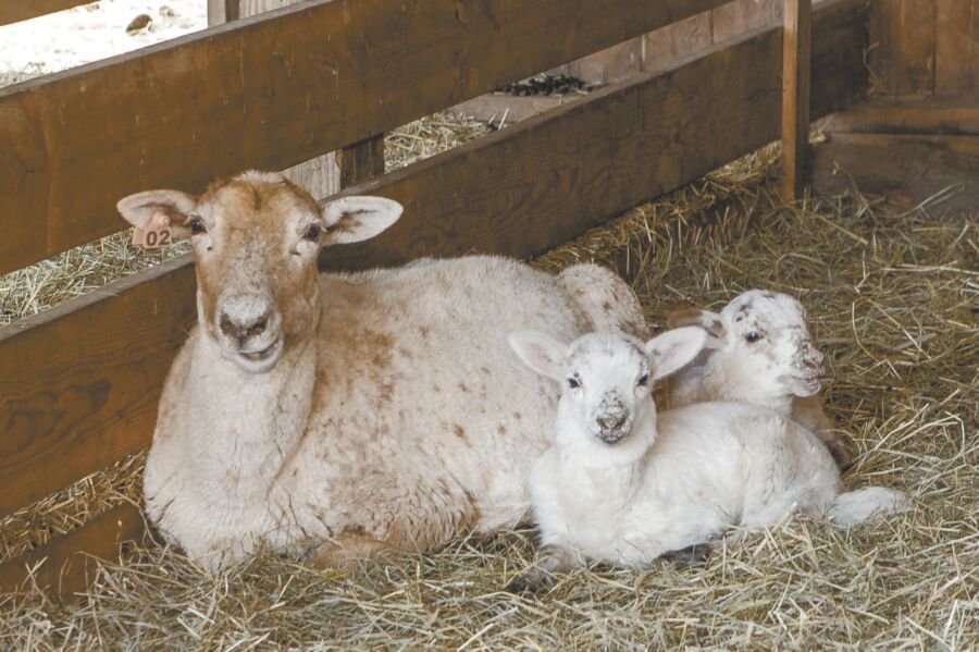 Cherry-Grove-Farm–8906