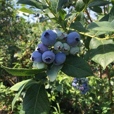 TerhuneBlueberries