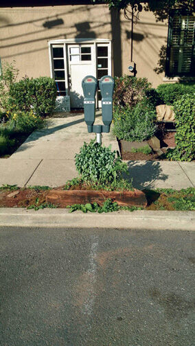 Pete-Abrams-garden-at-Tulane-gallery