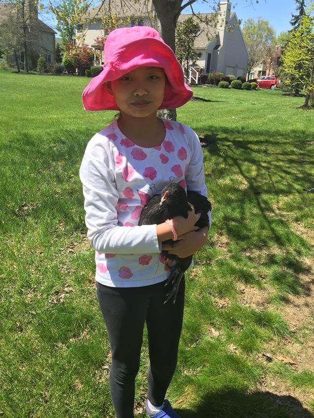 A game of chicken: complaints lead to fowl affair in West Windsor
