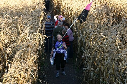 corn-maze
